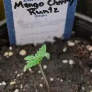 Mango Cherry Runtz
