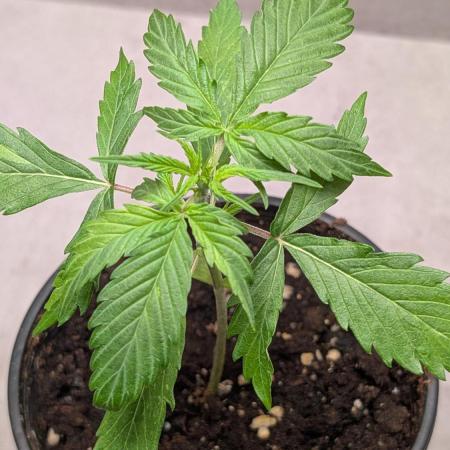 Hindu Kush Auto Sensi Seeds