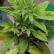 Permanent Jealousy XL Auto Sweet Seeds