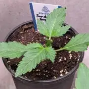 Sundae Frost