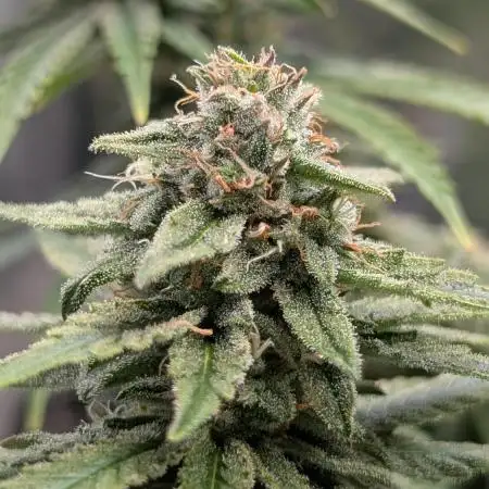 Pink Rozay Zamnesia