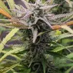 Skunk Auto Fast Buds Mini Grow