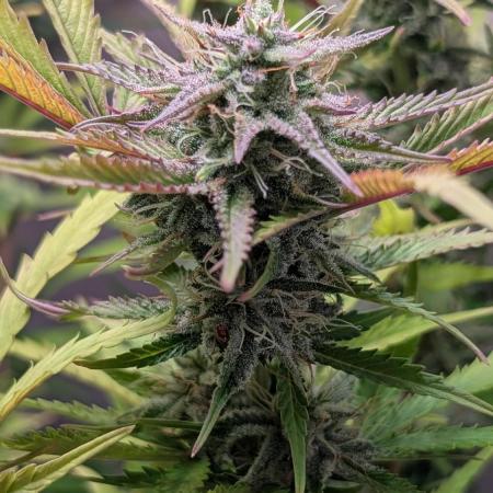 Skunk Auto Fast Buds Mini Grow