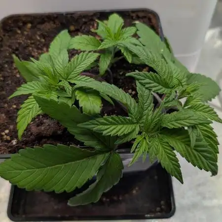 Skunk Auto Fast Buds Mini Grow