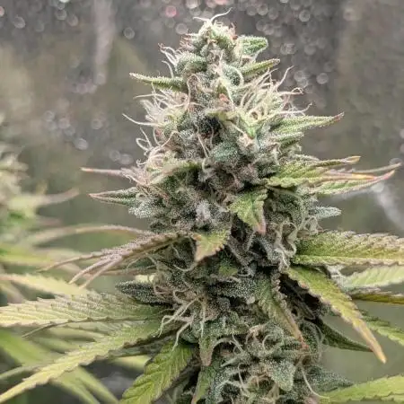 Mental Rainbow F1 Sweet Seeds