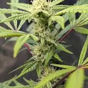 The Gassy One Super Sativa Seed Club