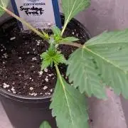 Sundae Frost