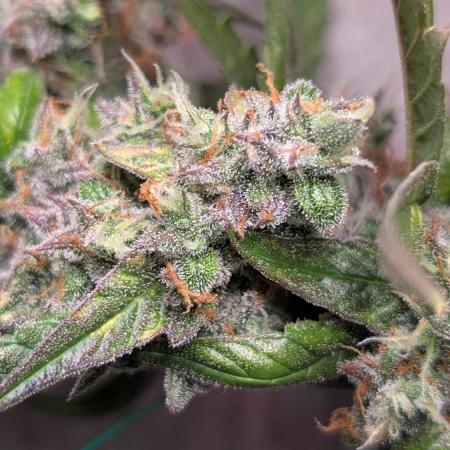 Hindu Kush Auto Sensi Seeds