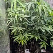 Strawberry Cola Sherbet F1 Sweet Seeds