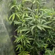 Strawberry Cola Sherbet F1 Sweet Seeds