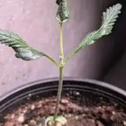 Purple OG Punch