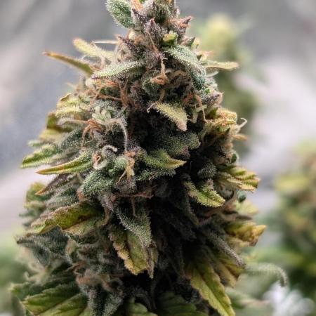 Orange Sherbet FF Fast Buds