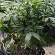 Super Boof Weed Seed Shop