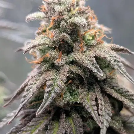 Papaya Zoap F1 Sweet Seeds