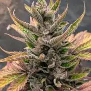 Auto Super Skunk - Sensible Seeds