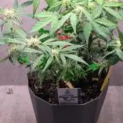 Mango Cherry Runtz
