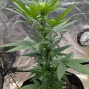 Auto Super Skunk - Sensible Seeds