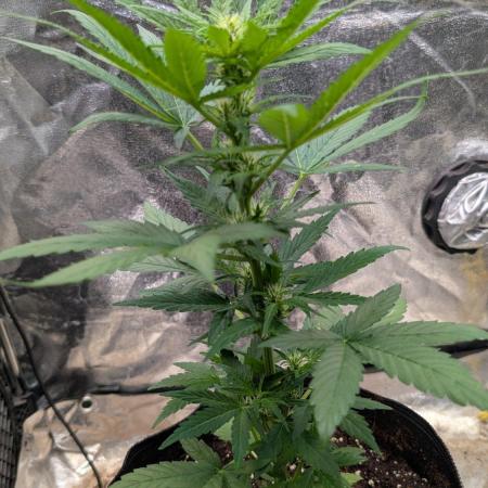 Auto Super Skunk - Sensible Seeds