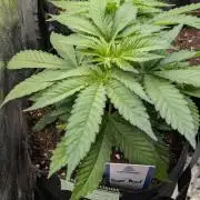 Super Boof Weed Seed Shop
