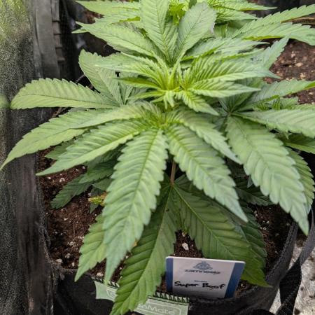 Super Boof Weed Seed Shop