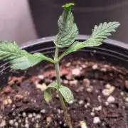 Purple OG Punch