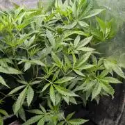 The Gassy One Super Sativa Seed Club