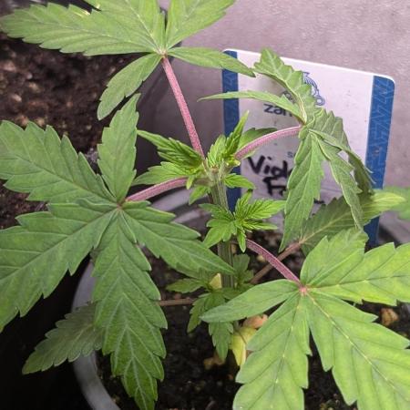 Violet Face Auto Anesia Seeds