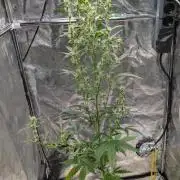 Toffee Pudding Auto Anesia Seeds