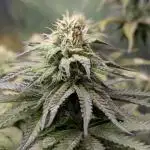Papaya Zoap F1 Sweet Seeds