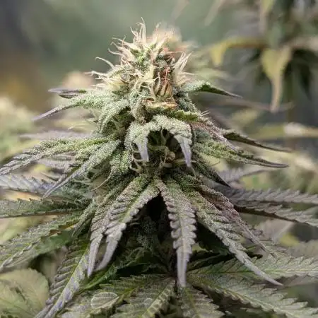 Papaya Zoap F1 Sweet Seeds