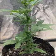 Auto Super Skunk - Sensible Seeds