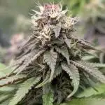 Tropicana Cookies FF Fast Buds