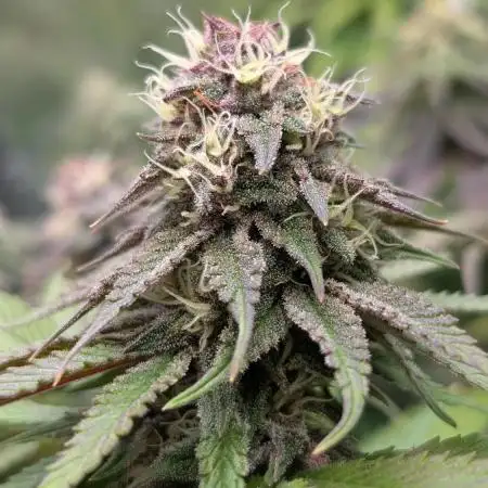 Tropicana Cookies FF Fast Buds