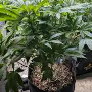 Super Boof Weed Seed Shop