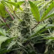 Permanent Jealousy XL Auto Sweet Seeds