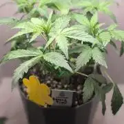 Banana Frost