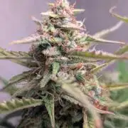 Permanent Jealousy XL Auto Sweet Seeds