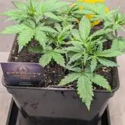 Eternity Grow Cup  Sticky Broccoli Auto