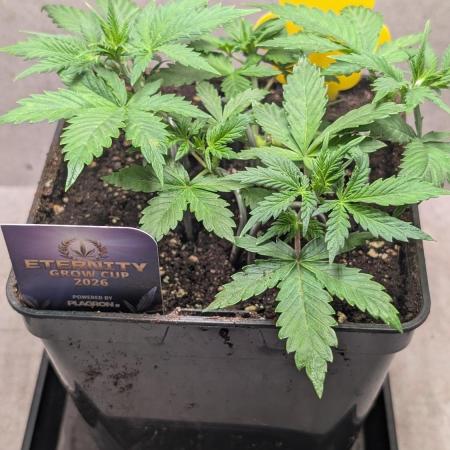 Eternity Grow Cup  Sticky Broccoli Auto