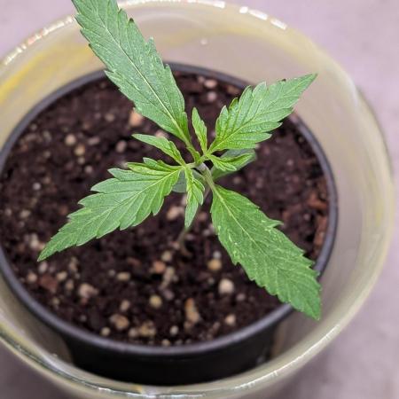 Hindu Kush Auto Sensi Seeds