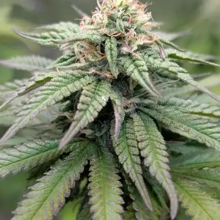 Papaya Zoap F1 Sweet Seeds