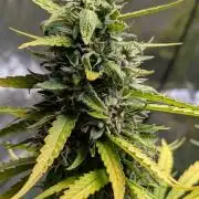 Strawberry Cola Sherbet F1 Sweet Seeds