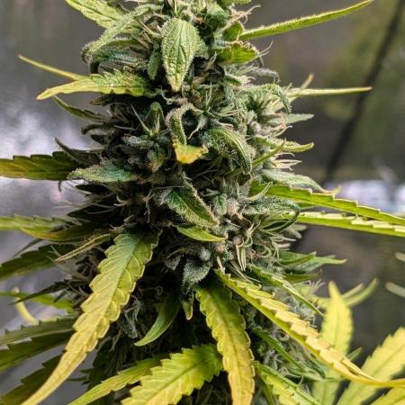Strawberry Cola Sherbet F1 Sweet Seeds
