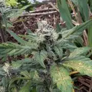 Purple Lemonade Auto Fast Buds Outdoor