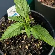 Crystal Candy XL Auto - Sweet Seeds