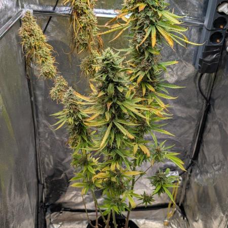 Strawberry Cola Sherbet F1 Sweet Seeds