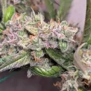 Hindu Kush Auto Sensi Seeds