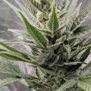 Auto Super Skunk - Sensible Seeds