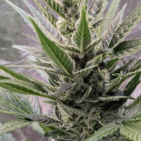 Auto Super Skunk - Sensible Seeds