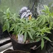 The Gassy One Super Sativa Seed Club